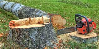 How Our Tree Care Process Works  in  Buenaventura Lakes, FL