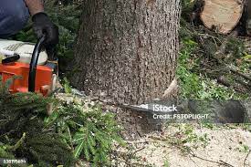 Best Tree Removal  in Buenaventura Lakes, FL