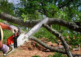 Buenaventura Lakes, FL Tree Removal Company